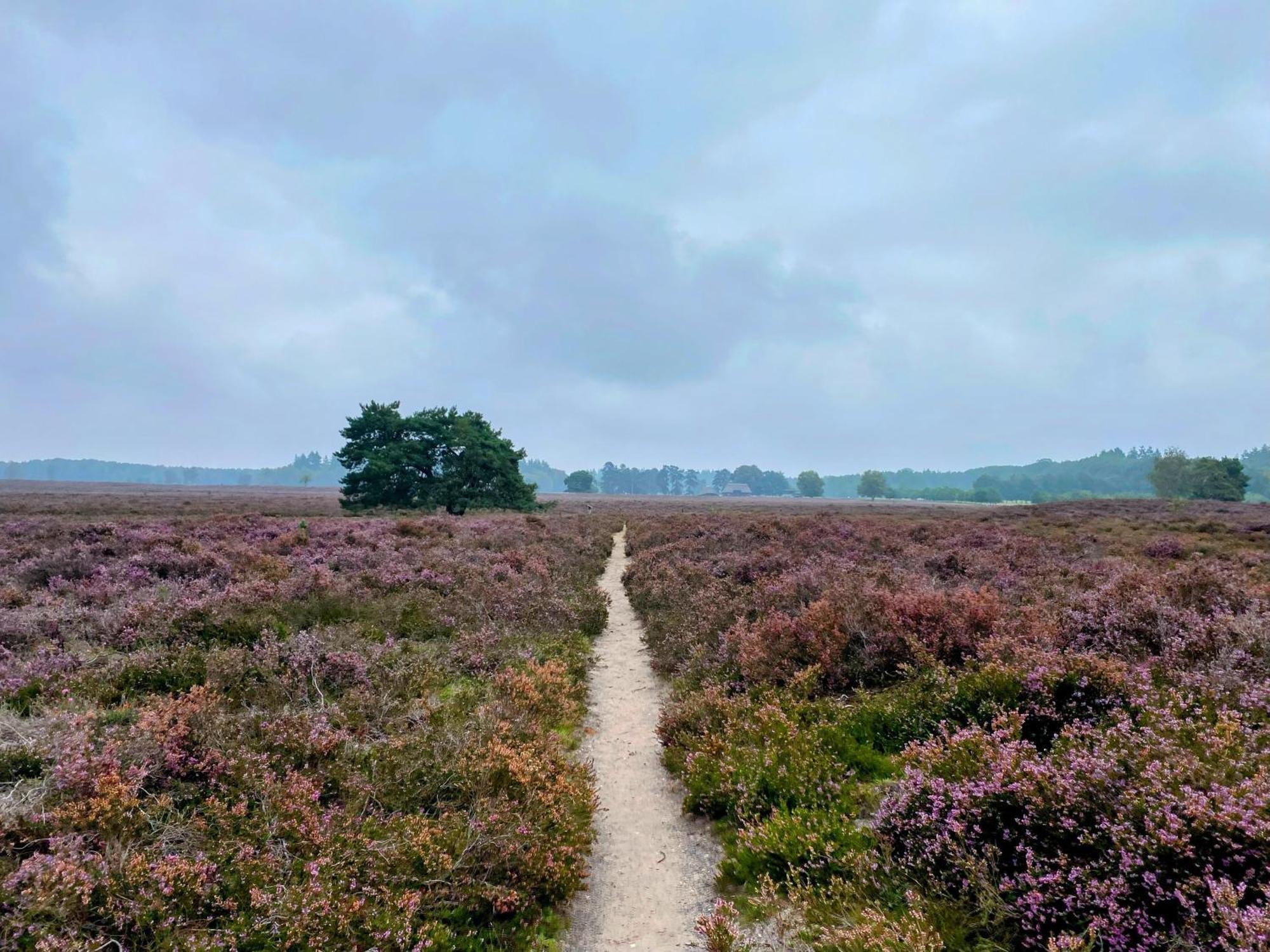 Huisje Aan De Bosrand - Veluwe Epe Kültér fotó