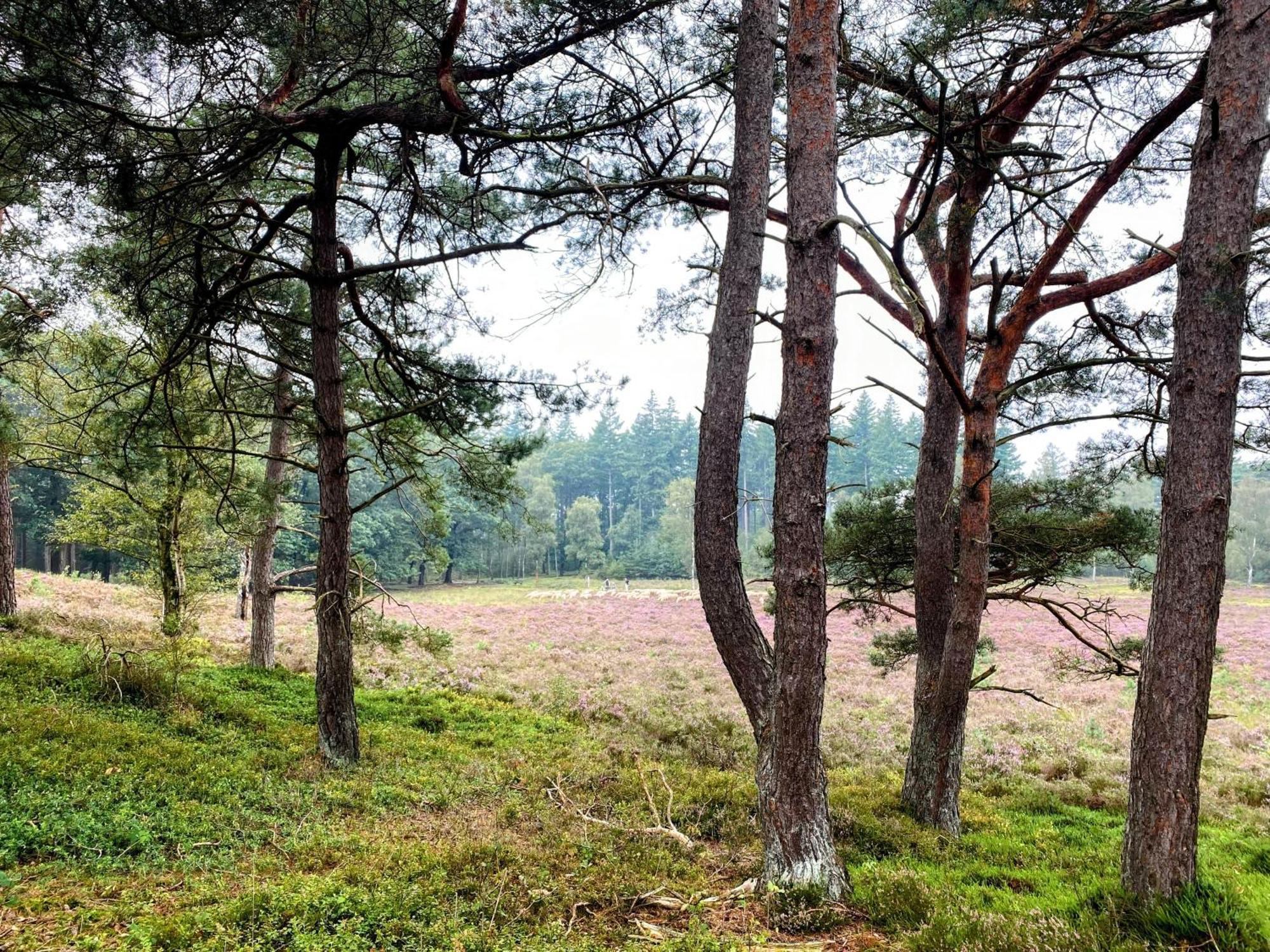 Huisje Aan De Bosrand - Veluwe Epe Kültér fotó